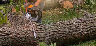 How Our Tree Care Process Works  in  Argos, IN