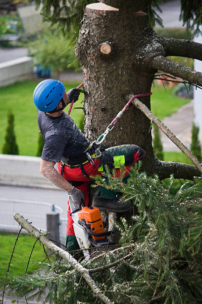 Tree and Shrub Care in Argos, IN